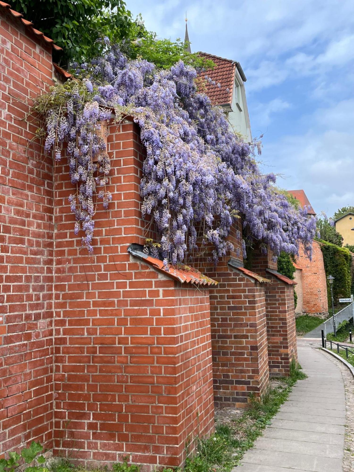 Ferienwohnung An Der Historischen Stadtmauer Росток Екстериор снимка